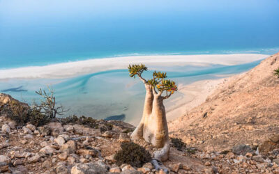 How to travel to Socotra in 2025