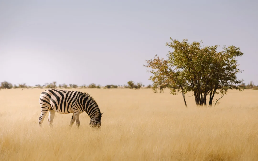 Where To Stay In Etosha National Park, Namibia