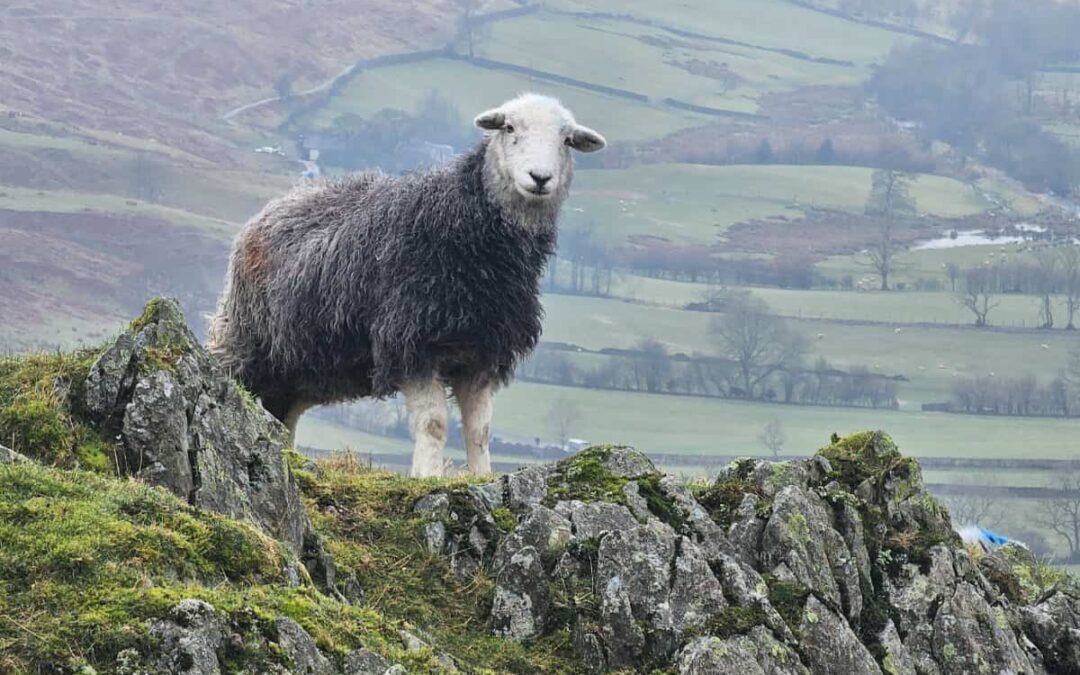 Walking the Wainwrights: Troutbeck Tongue