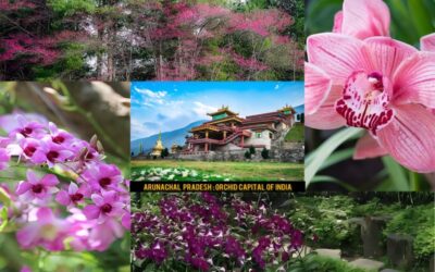 Govt proposes to promote Arunachal as ‘India’s Orchid Capital’ – Tourism Breaking News