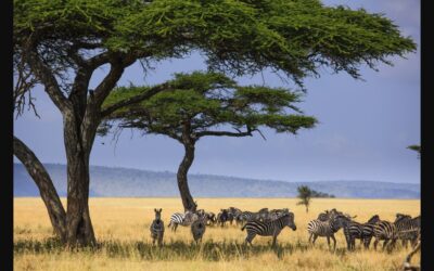5 must-do African safaris – Tourism Breaking News