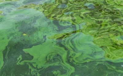 Toxic Algae Bloom Hits Tourism and Economy of Australia