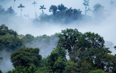 Retreat into the mist: An Ecuadorian cloud forest adventure
