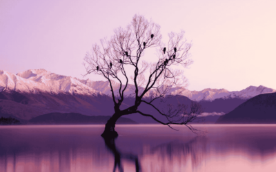 Slow luxury travel: New Zealand’s photography destinations