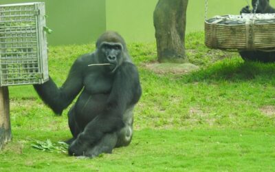 Mysore To Otty DIstance, Routes, Transport Options, Nearby Attractions – Iris Holidays