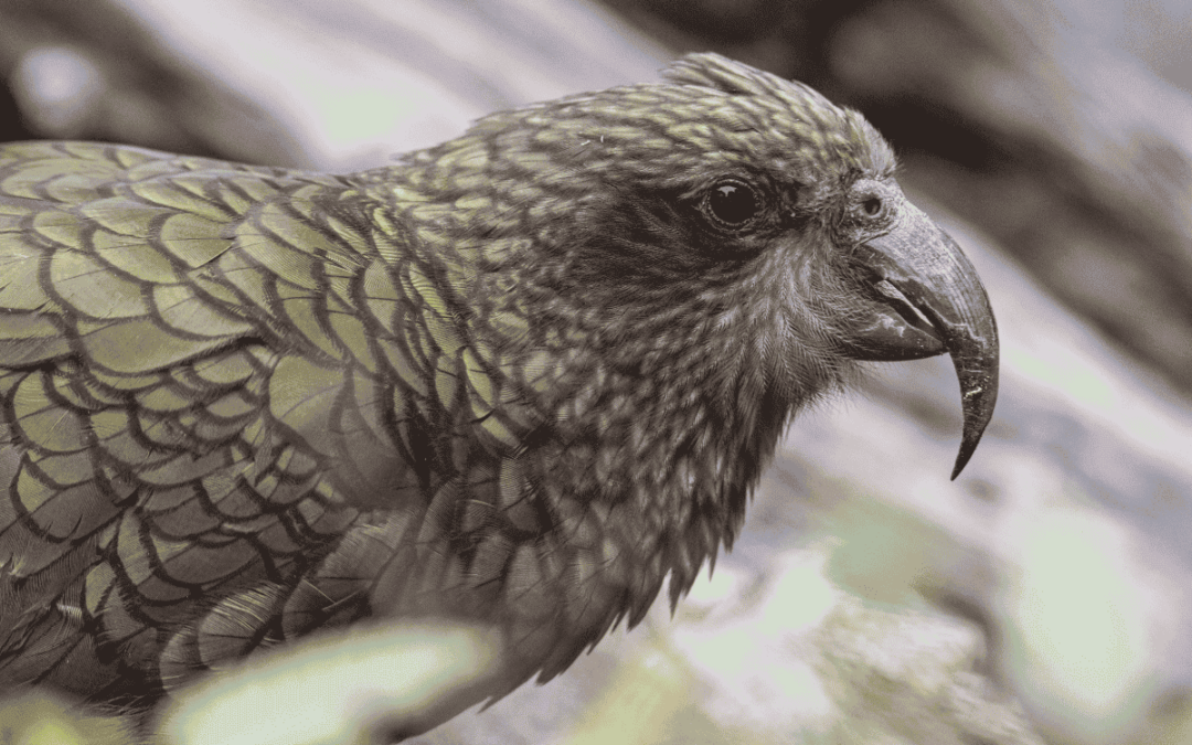 Fiordland – one of the world’s most untamed wildernesses